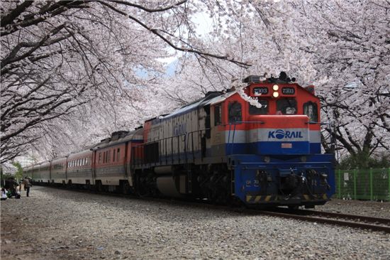 벚꽃이 활짝 핀 철길을 달리고 있는 '봄꽃 임시관광열차'.
