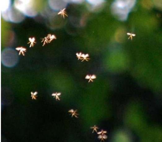 요정, 사진 찍혔다…'팅커벨 진짜 존재?'