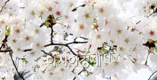 [포토]벚꽃핀 여의도