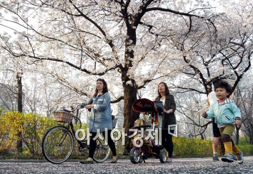 벚꽃 보려면 여기로 가세요…전국 벚꽃 축제·벚꽃 드라이브·관광까지