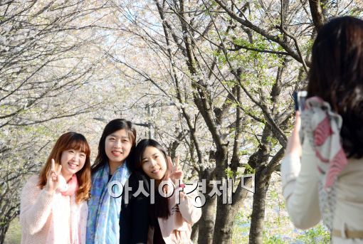 '세계 최대 벚꽃축제' 진해 군항제 개막…주말 벚꽃 '절정'