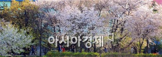 [포토]만개한 벚꽃길