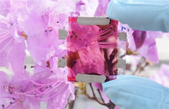 ▲이번에 개발한 반투명 유기태양전지를 통해 벚꽃을 보여주고 있다.[사진제공=아주대]
