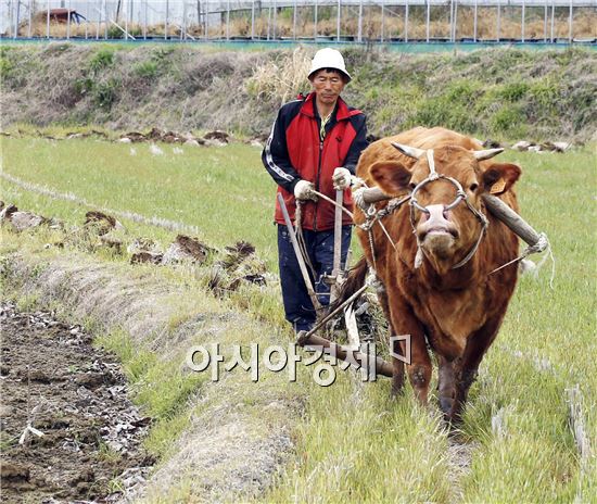 [포토]논갈이 하는 농부와 황소