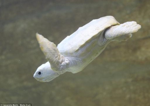 희귀 알비노 거북, 머리부터 발끝까지 하얀색…'깜짝'