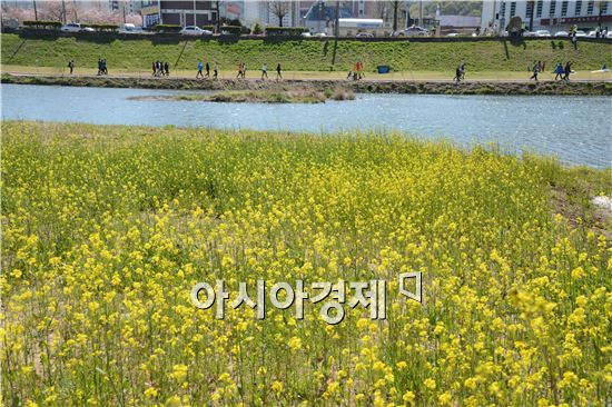 순천시의 동천에 자생으로 핀 노란 유채꽃이 화사하게 펴 관광객을 사로잡고 있다.

