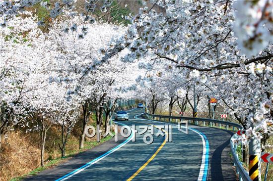 새봄맞이 섬진강자전거투어가 섬진강 벚꽃길에서 오는 12일 열린다. 