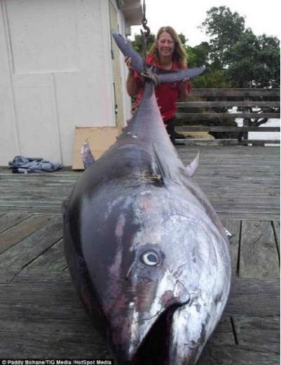 411.6kg 초대형 참치, 가격이 21억…여성 낚시꾼이 잡았다