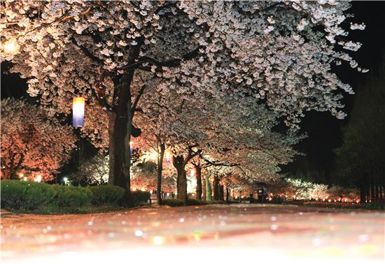 <제10회 목포대 벚꽃축제가 9~10일 이틀간 다양한 프로그램과 초청가수 공연 등으로 화려하게 열린다. 사진은 30여년 넘는 벚꽃나무 100여 그루가 줄지어선 벚꽃길 모습.>