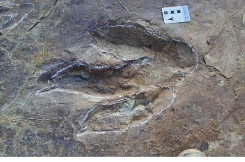 대형 수각류 공룡 발자국 화석  