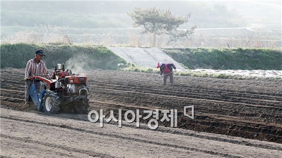 포근한 봄날씨를 보이는 10일 전남 함평군 해보면 한 들녘에서 초로의 농부가 고추를 심기 위해 밭갈이 작업을 하고 있다. 사진제공=함평군