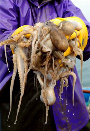 내 입속에, 봄바다