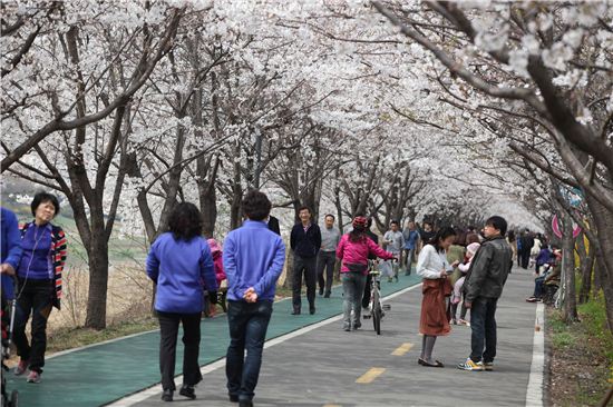 영등포 여의도 봄꽃축제 오늘(10일) 폐막