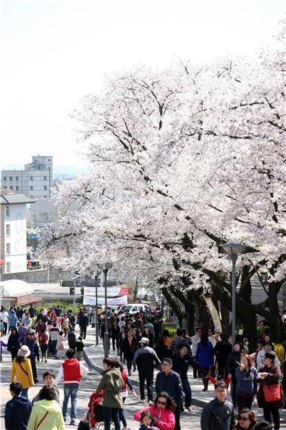 경기도가 지난 4~6일 도청 주변에서 개최한 벚꽃축제에 무려 20만명의 인파가 다녀갔다. 벚꽃축제장을 찾은 관람객들이 가족, 친지 등과 함께 도청 입구 벚꽃길을 걷고 있다. 