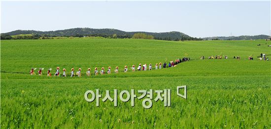 “청보리밭, 그 이야기 속으로”고창 공음으로 오세요
