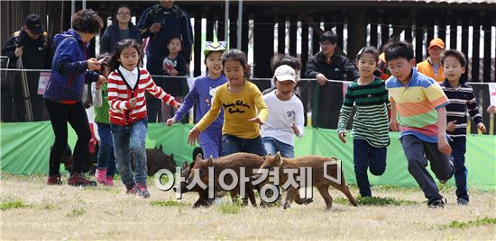 지난해 열린 함평나비축제에서 어린이들에게 가장 인기있는 가축몰이 체험