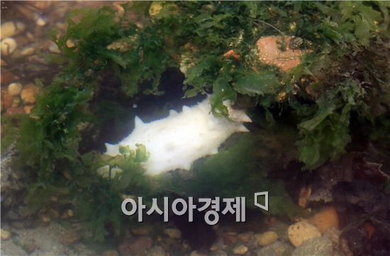 완도해조류박람회장 타이드폴에 전시된 백해삼