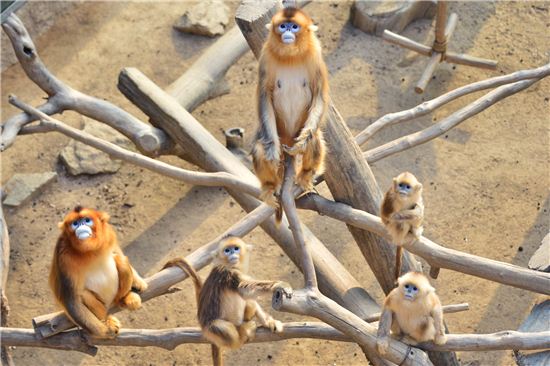 에버랜드-중국, 황금원숭이 등 멸종위기 동물 공동연구
