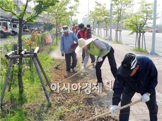 광주 광산구 평동 주민들이 황룡강 제방 등에 코스모스길을 조성하고 있다. 
