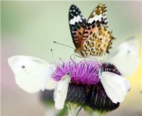 ▲소금을 먹는 나비는 자신을 변화시키는 것으로 나타났다. 사진은 함평나비축제에서의 나비.