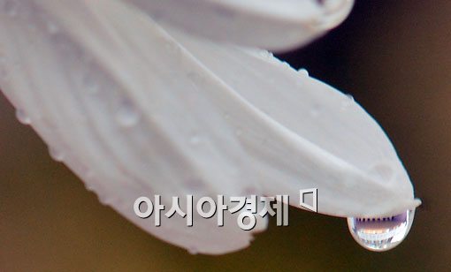 [포토]국화의 눈물