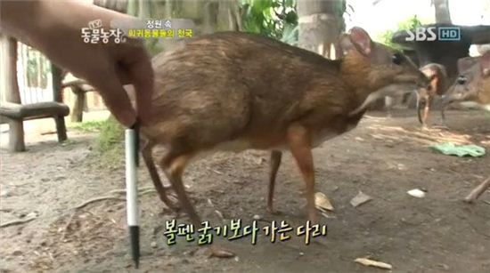 ▲쥐사슴.(사진: SBS 'TV 동물농장' 방송 캡처)
