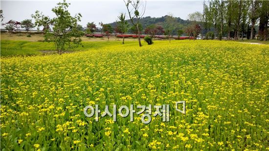 순천만정원, 노란색으로 물들이다