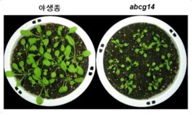 ▲AtABCG14가 만들어지지 않는 돌연변이체(오른쪽 abcg14)는 뿌리에서 줄기로의 사이토카이닌 수송이 감소해 잎과 줄기의 생육이 야생종(왼쪽)에 비해 떨어졌다.[사진제공=미래부] 
