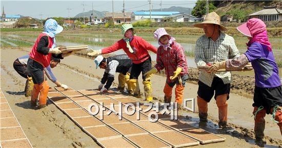 포근한 봄날씨가 이어진 가운데 1일 전남 함평군 손불면 산남리 한 들녘에서 주민들이 못자리를 만들고 있다. 사진제공=함평군