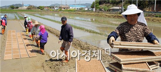 포근한 봄날씨가 이어진 가운데 1일 전남 함평군 손불면 산남리 한 들녘에서 주민들이 못자리를 만들고 있다. 사진제공=함평군