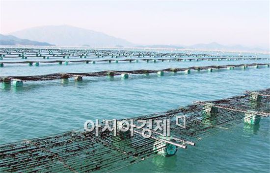 장흥군, 친환경 무산 김 양식어장 현대화 추진
