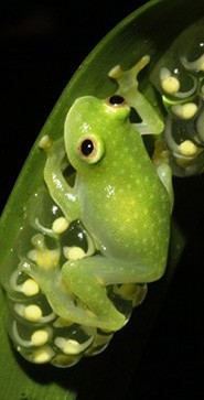 [과학을 읽다]알들의 반란…"내 생일은 내가 정해!"