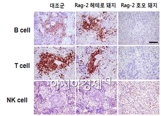 Rag-2 유전자 기능이 소실된 면역 결핍돼지는 면역을 담당하는 성숙한 B세포와 T세포는 완전히 결여되어 있으나, NK세포는 대조군에 비해서는 적은수로 분포되어 있다.