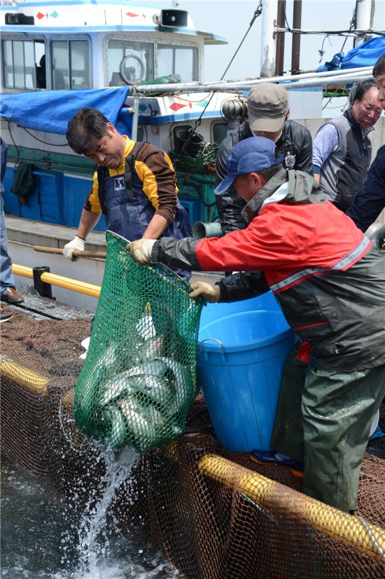 천수만씨푸드(주) 직원들이 홍성군 서부면 남당항 앞 바다 가두리양식장에서 바다 송어의 일본수출을 위해 배로 옮기는 작업을 하고 있다.
