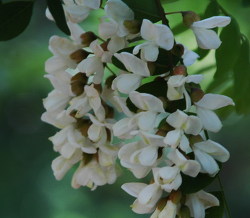 ‘해마다 150㏊’ 국유림에 밀원수 확대…산림청, 양봉산업 육성계획