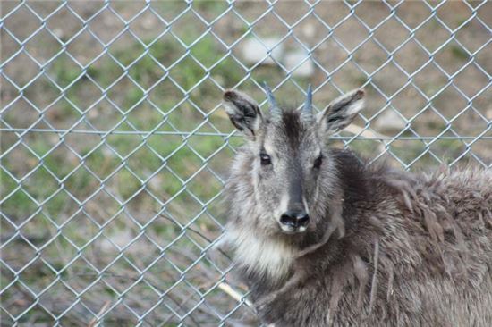 천연기념물 '산양' 두 마리, 자연 품으로 방사 