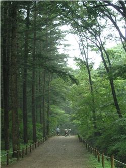 국립수목원 안에 있는 전나무 숲길. 