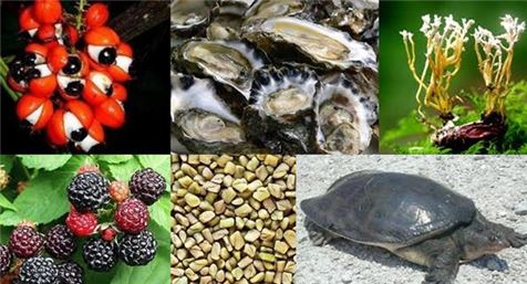 <과라나,굴,동충하초,산수유,호로파,자라>