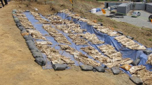 청주 유골 400여구 무더기 발견…과거 공동묘지 터 '오싹'