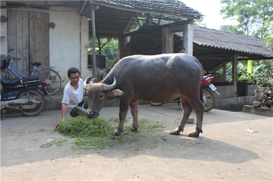 베트남 농가의 주민이 삼성 신입사원들의 기부금으로 구입한 물소에게 먹이를 주고 있다.
