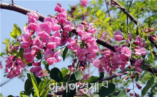 휴일인 18일 전남 장흥군농업기술센터 입구에 붉은 아카시아 꽃이 만개해 화제가 되고 있다.
장흥군농업기술센터입구에 나무 한 그루가 최근 붉은 색 아카시아 꽃이 활짝 펴 주민들의 발길이 이어지고 있다.
