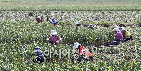 [포토]마늘수확 한창