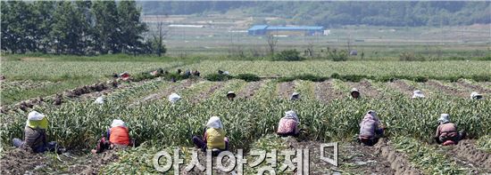 [포토]마늘수확하는 농민들 구슬땀