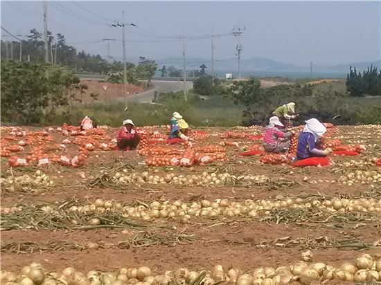 무안군, 양파·마늘 수확철 일손 돕기에 총력