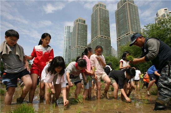 양재천에 모 심는다 