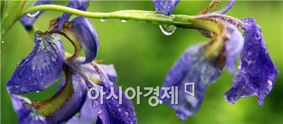 때이른 더위를 식히는 비가 내린 20일 전남 함평군 대동면 함평자연생태공원에서 붓꽃이 봄비를 머금고 있다. 사진제공=함평군