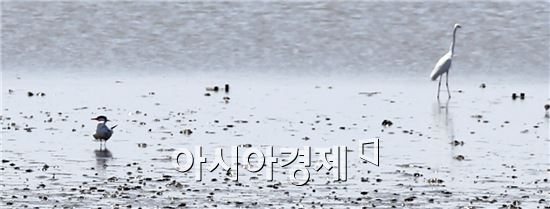 붉은발제비갈매기