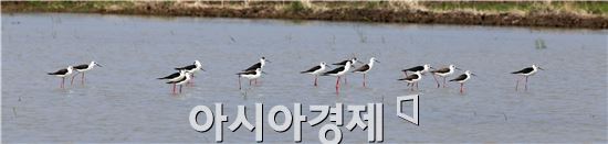 장다리물떼새