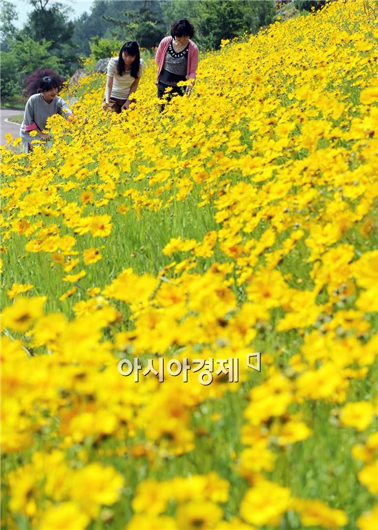 27일 전남 함평군 함평읍 함평엑스포공원을 찾은 관람객들이 활짝 핀 금계국이 풍기는 봄향기에 취해 즐거운 시간을 보내고 있다.