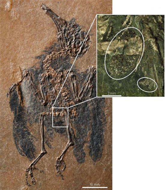 ▲4700만년 전의 새의 화석에서 꽃가루 수백개가 발견됐다.[사진제공=사이언스]